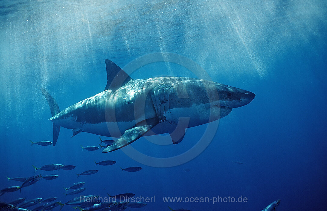 Weisser Hai, Carcharodon carcharias, Pazifischer Ozean, Farallon Inseln, San Francisco Bay, USA, Kalifornien