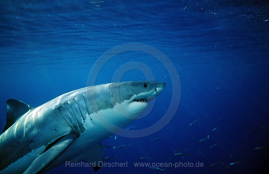 Great White Shark, Carcharodon carcharias, Pacific Ocean, Farallon Island, San Francisco Bay, USA, California