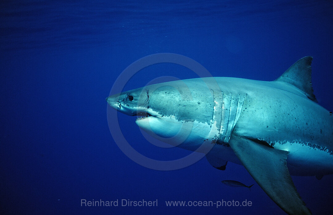 Weisser Hai, Carcharodon carcharias, Pazifischer Ozean, Farallon Inseln, San Francisco Bay, USA, Kalifornien