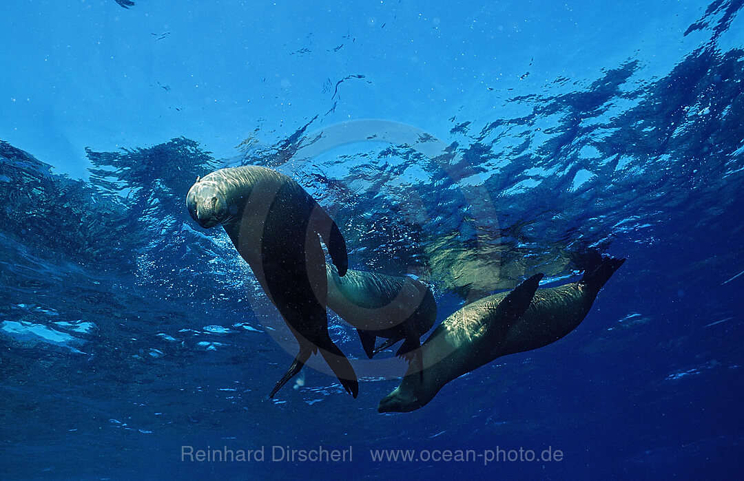 Group of Californian Sea Lion