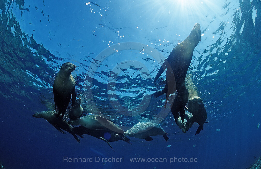 Group of Californian Sea Lion, Zalophus californianus, Pacific Ocean, USA, California