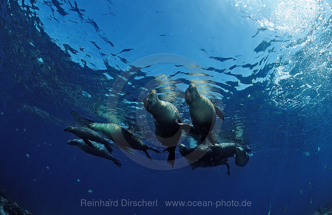 Group of Californian Sea Lion, Zalophus californianus, Pacific Ocean, USA, California