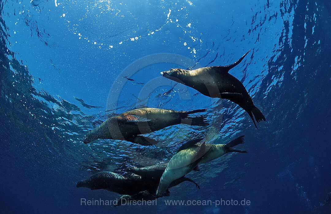 Gruppe Kalifornischer Seeloewen, Zalophus californianus, Pazifischer Ozean, USA, Kalifornien