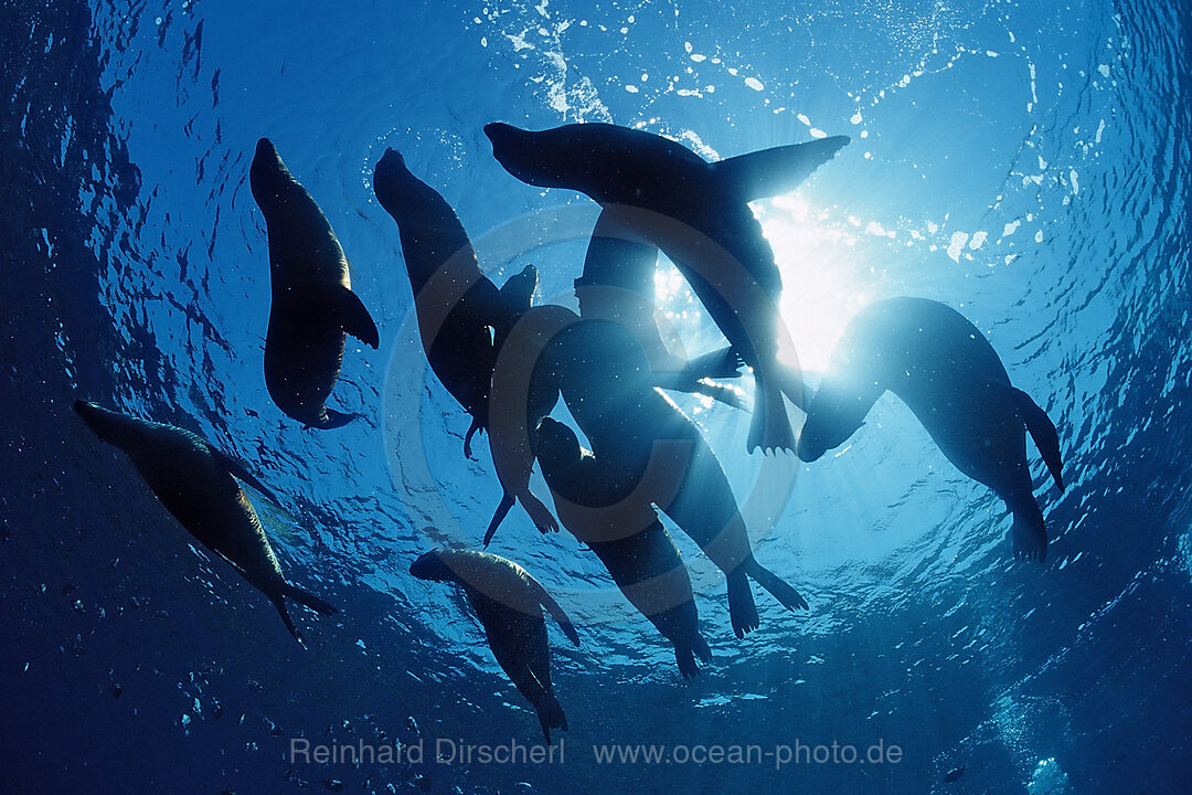 Gruppe Kalifornischer Seeloewen, Zalophus californianus, Pazifischer Ozean, USA, Kalifornien