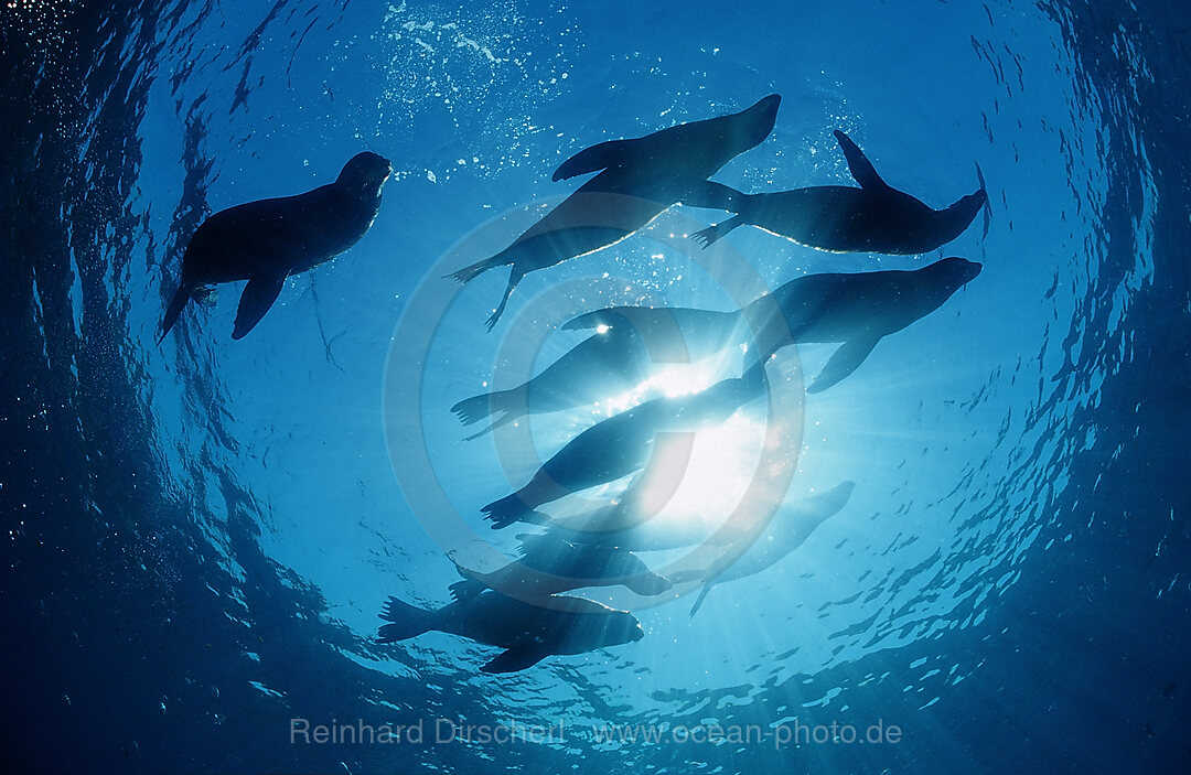 Gruppe Kalifornischer Seeloewen, Zalophus californianus, Pazifischer Ozean, USA, Kalifornien