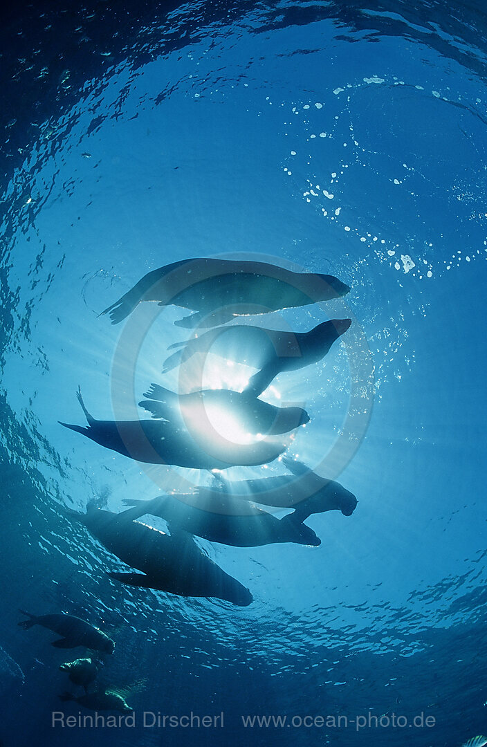 Group of Californian Sea Lion