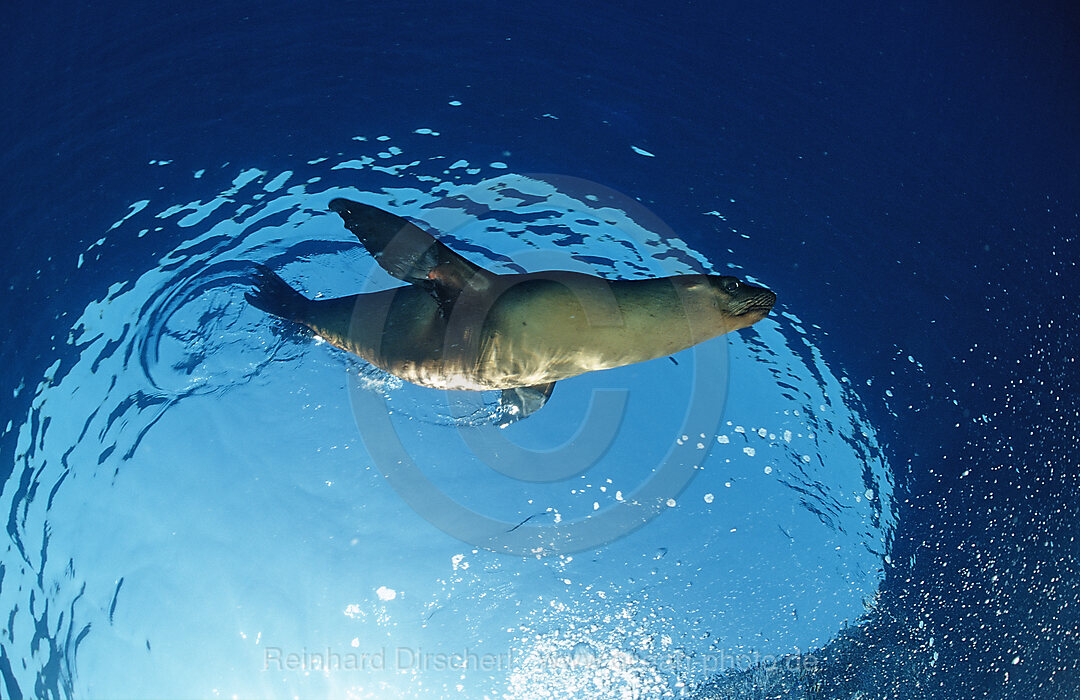 Group of Californian Sea Lion