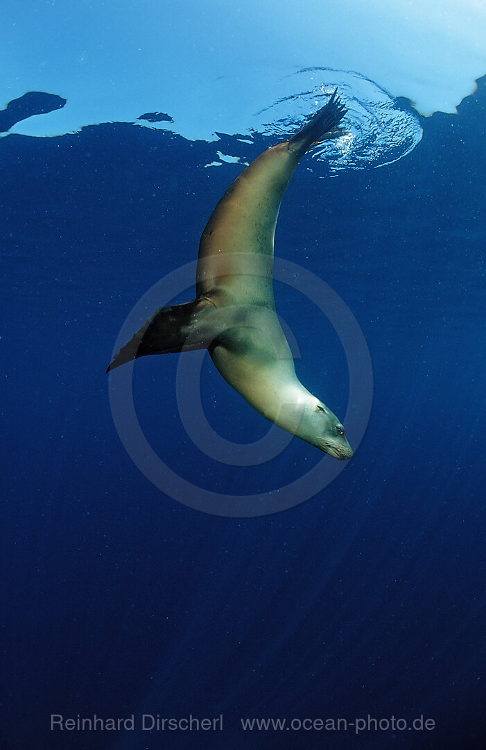 Group of Californian Sea Lion