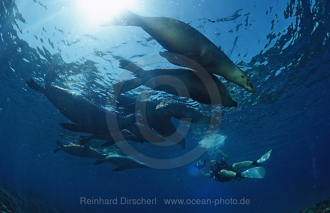 Group of Californian Sea Lion, Zalophus californianus, Pacific Ocean, USA, California