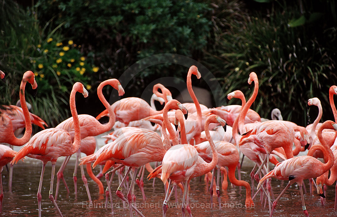 Flamingo