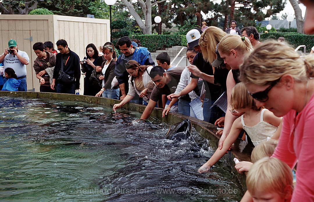 Adlerrochen im Schaubecken, Aetobatus narinari, San Diego, SeaWorld, USA, Kalifornien