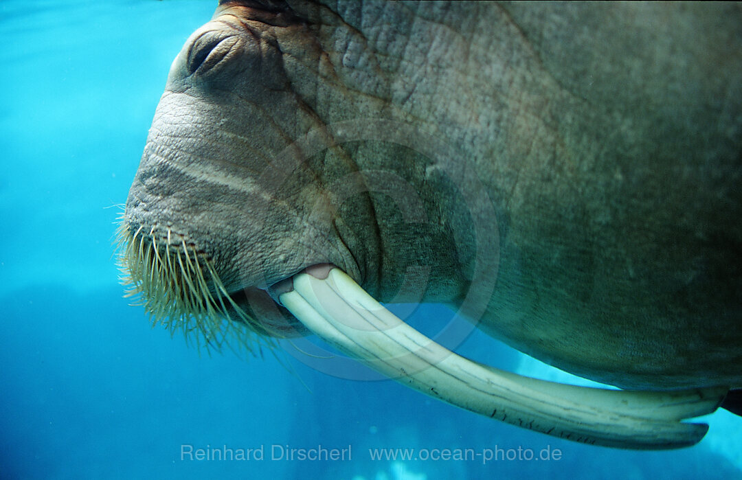 Walross, Odobenus rosmarus, San Diego, SeaWorld, USA, Kalifornien