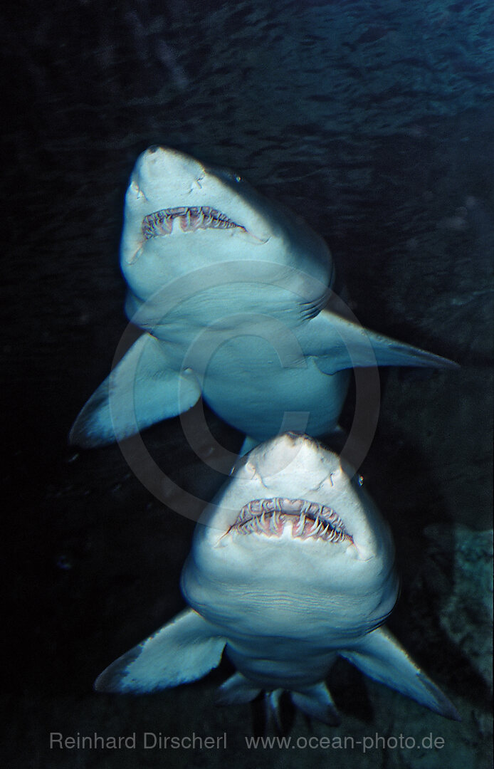 Zwei Sandtiger, Odontaspis taurus, San Diego, SeaWorld, USA, Kalifornien