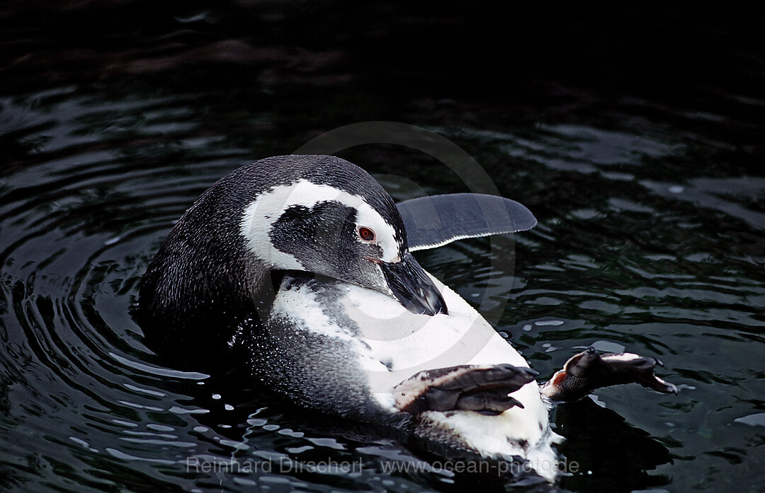Magellanpinguin