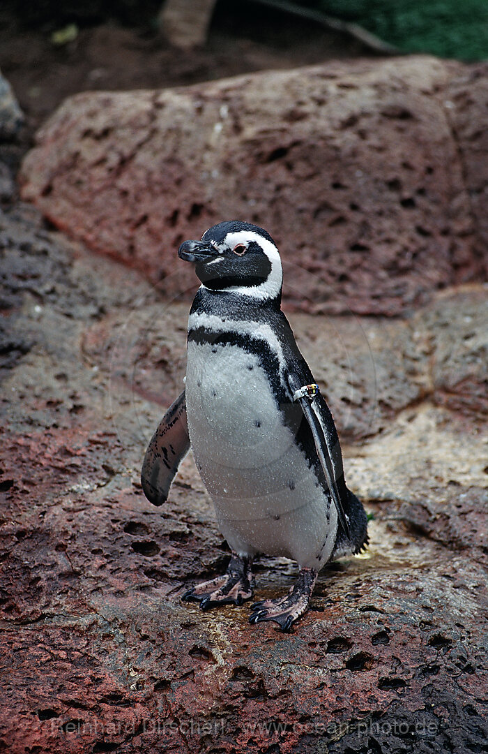 Magellanpinguin