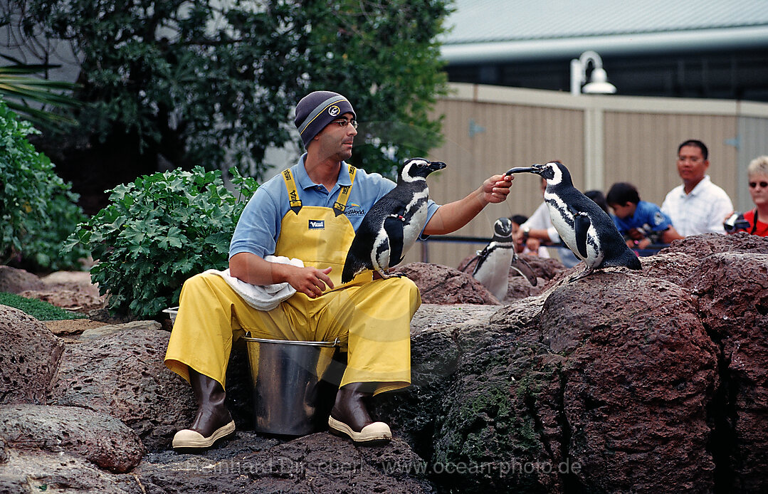 Tierpfleger fuettert Magellanpinguin, Spheniscus magellanicus, San Diego, SeaWorld, USA, Kalifornien