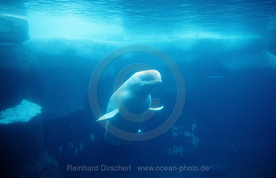 Beluga Whale