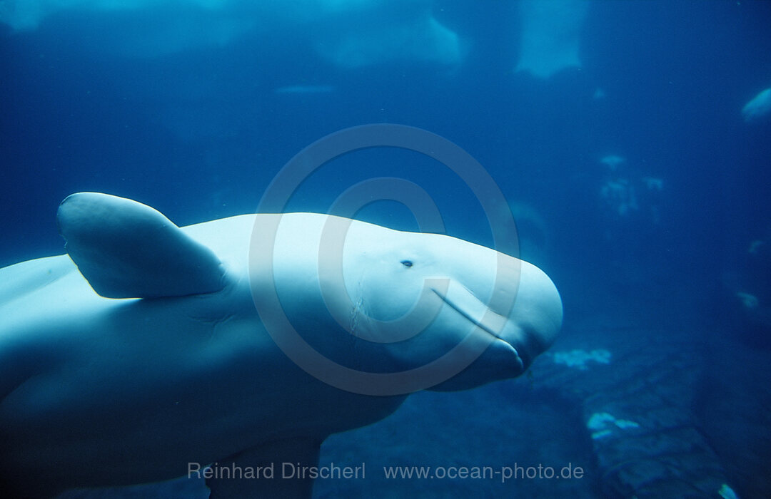 Beluga, Delphinapterus leucas, San Diego, SeaWorld, USA, Kalifornien