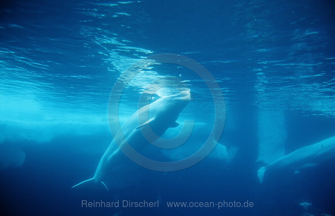 Beluga Whale, Delphinapterus leucas, San Diego, SeaWorld, USA, California