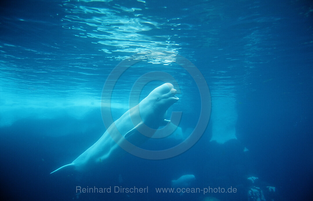 Beluga Whale, Delphinapterus leucas, San Diego, SeaWorld, USA, California