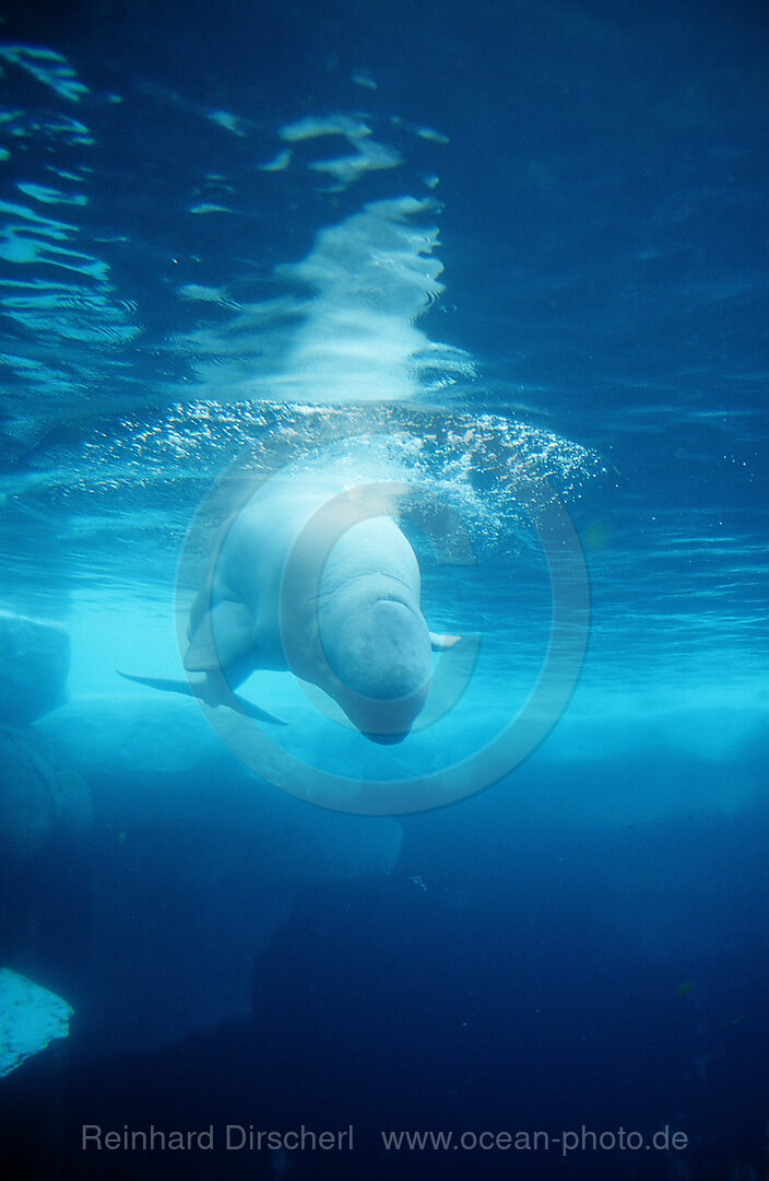 Beluga Whale, Delphinapterus leucas, San Diego, SeaWorld, USA, California