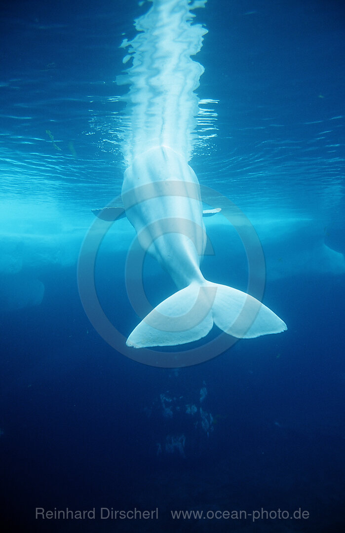 Beluga, Delphinapterus leucas, San Diego, SeaWorld, USA, Kalifornien