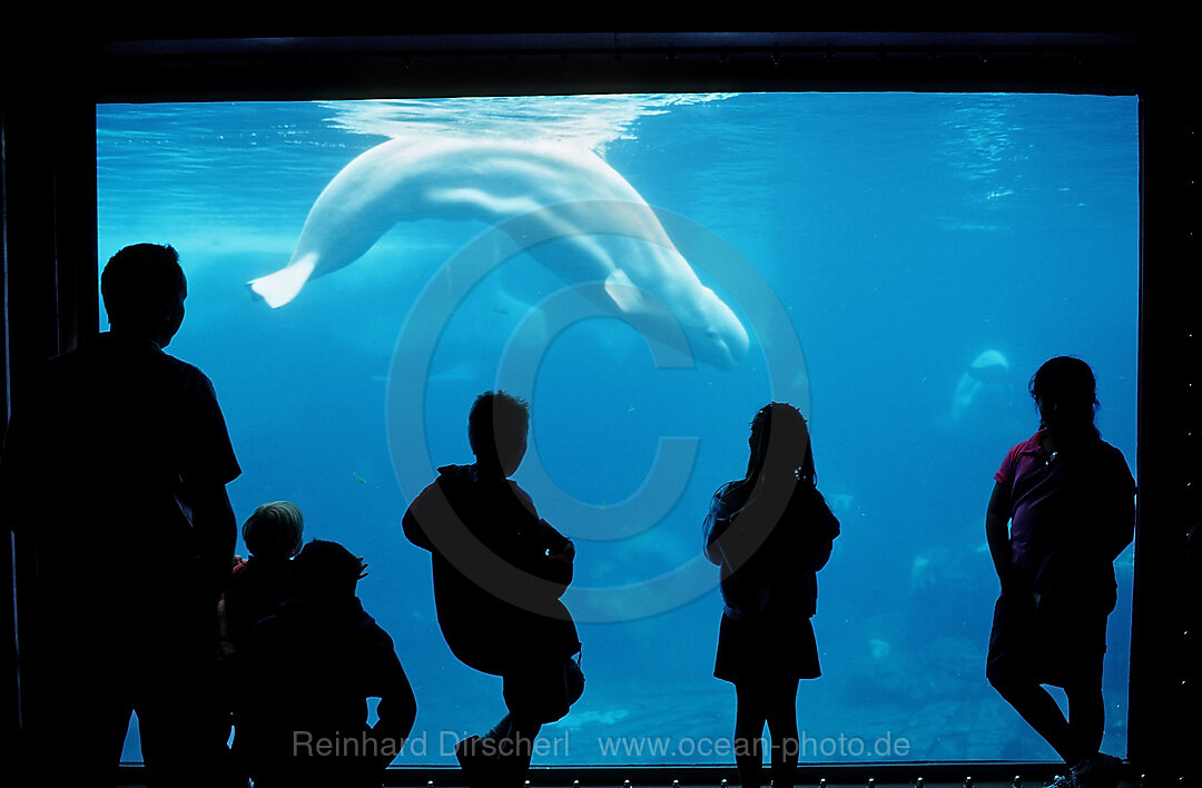 Besucher betrachten Beluga, Delphinapterus leucas, San Diego, SeaWorld, USA, Kalifornien