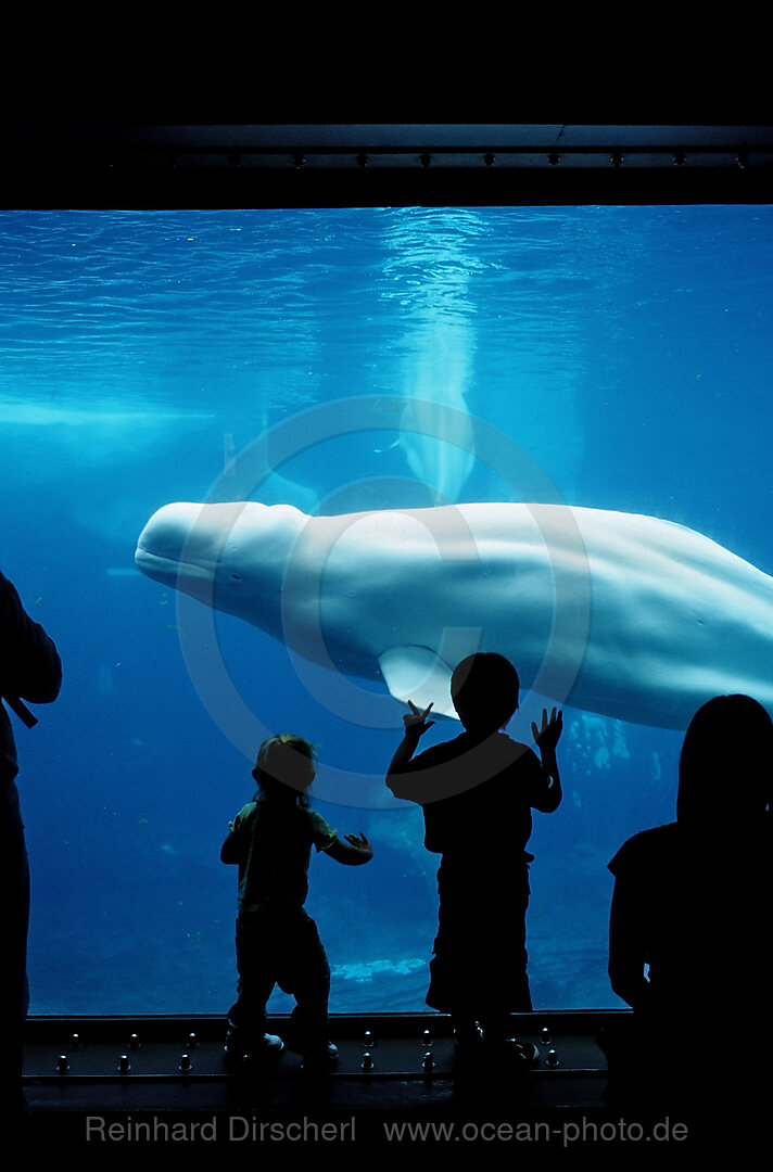 Beluga whale in viewing window, Delphinapterus leucas, San Diego, SeaWorld, USA, California