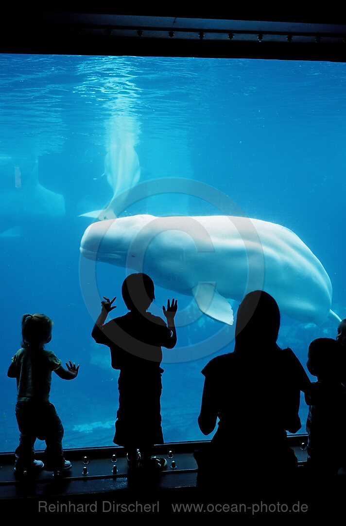 Beluga whale in viewing window