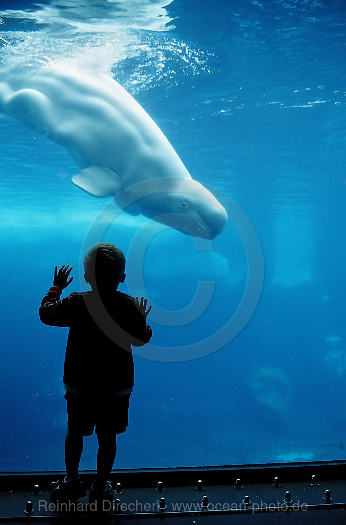 Child viewing Beluga whale