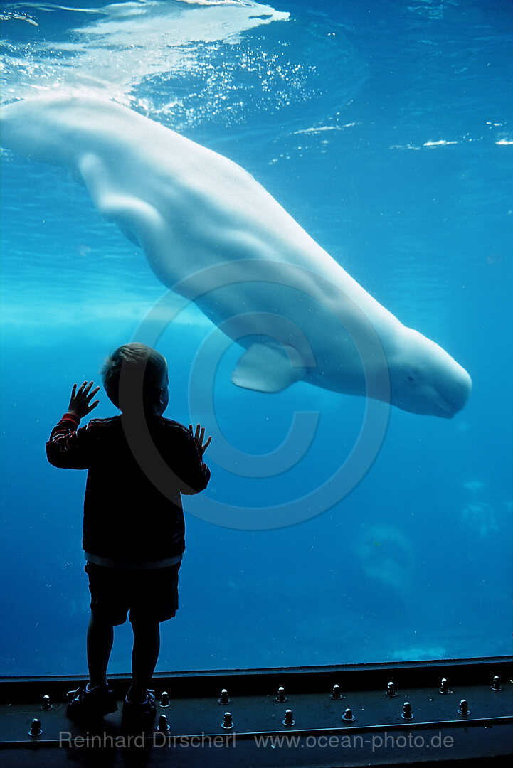 Child viewing Beluga whale
