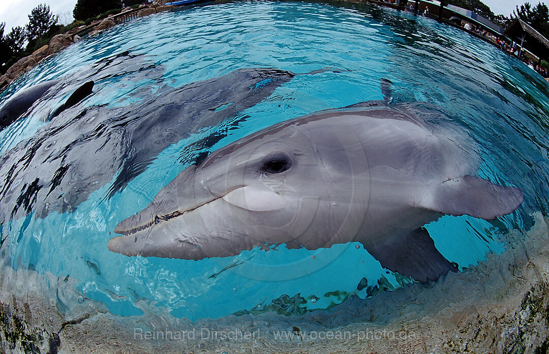 Bottlenose dolphin, Tursiops truncatus, San Diego, SeaWorld, USA, California