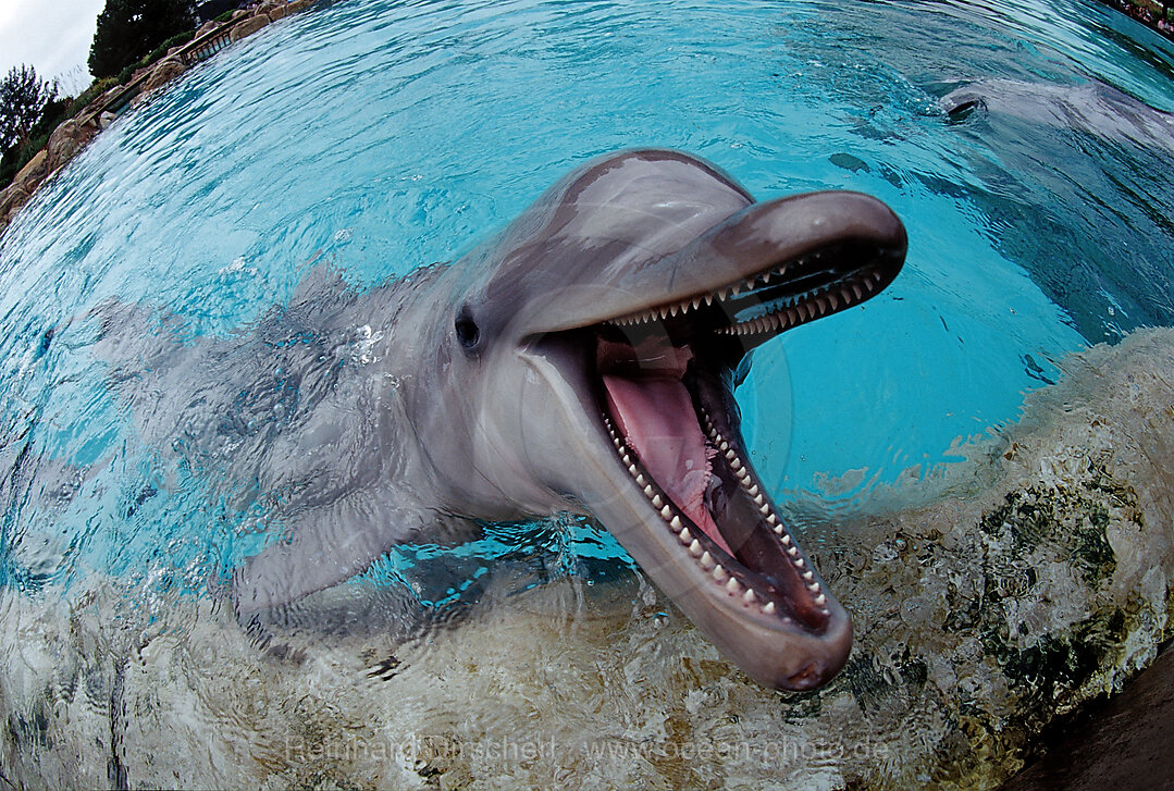 Grosser Tuemmler, Tursiops truncatus, San Diego, SeaWorld, USA, Kalifornien