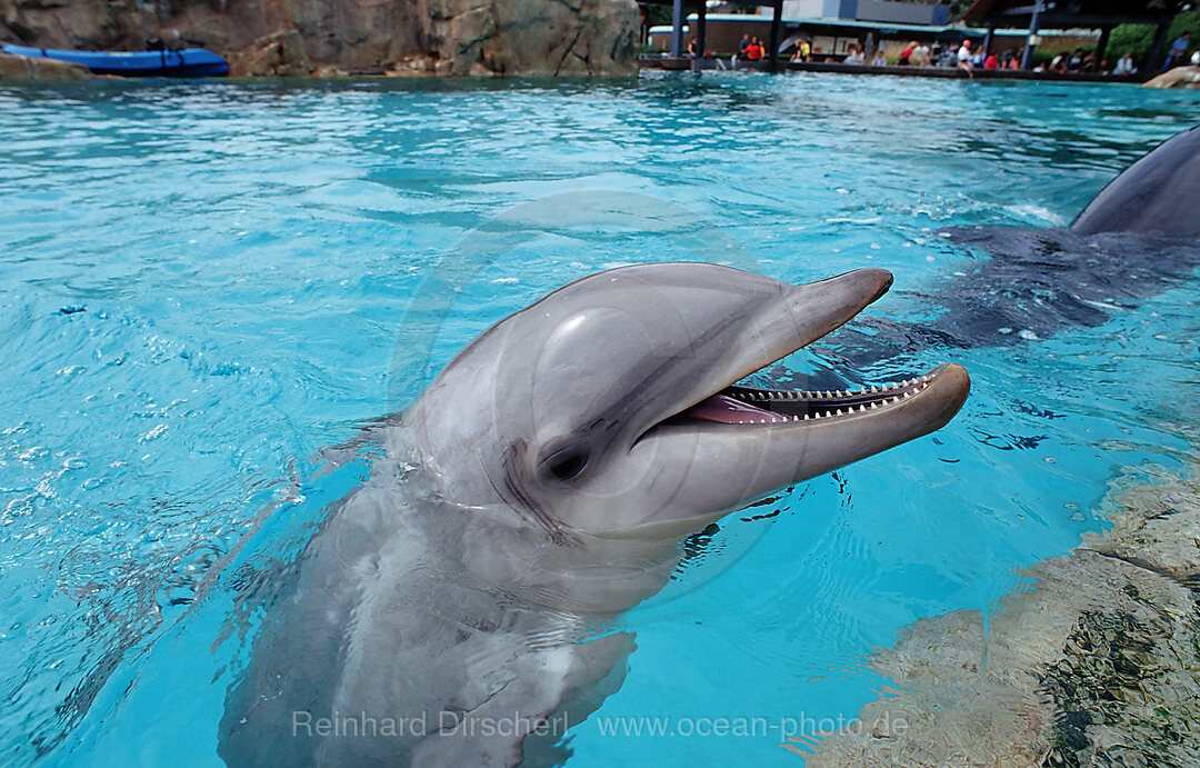 Bottlenose dolphin, Tursiops truncatus, San Diego, SeaWorld, USA, California