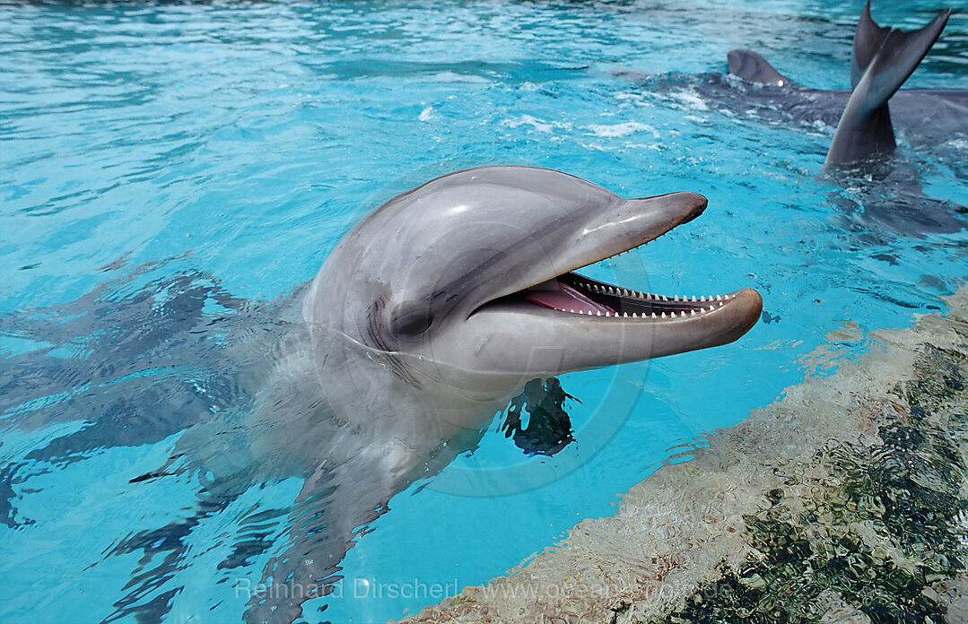 Grosser Tuemmler, Tursiops truncatus, San Diego, SeaWorld, USA, Kalifornien