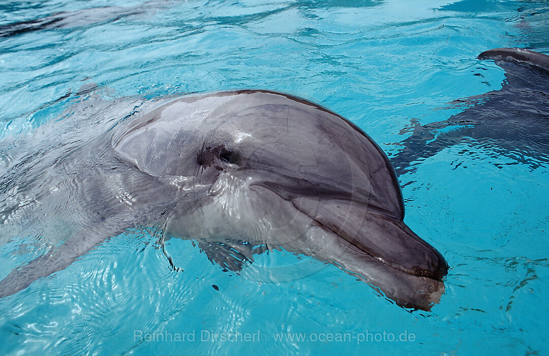 Grosser Tuemmler, Tursiops truncatus, San Diego, SeaWorld, USA, Kalifornien