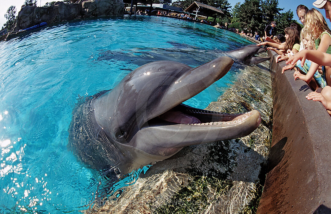 Besucher streicheln Grosse Tuemmler, Tursiops truncatus, San Diego, SeaWorld, USA, Kalifornien