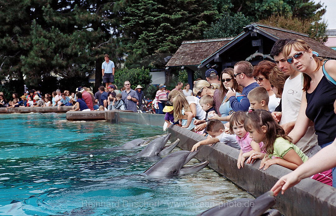 Spectators with bottle-nosed dolphins, Tursiops truncatus, San Diego, SeaWorld, USA, California