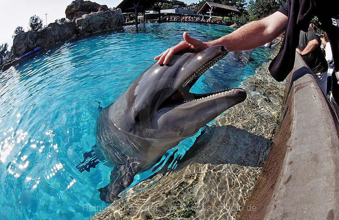 Besucher streicheln Grosse Tuemmler, Tursiops truncatus, San Diego, SeaWorld, USA, Kalifornien