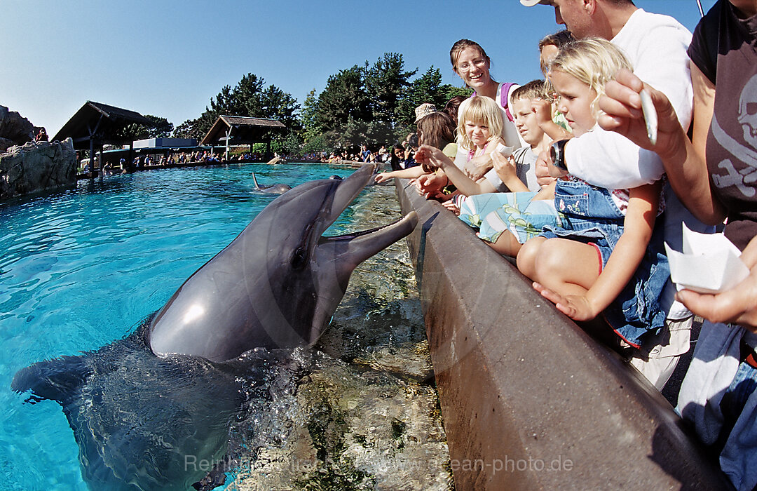 Besucher streicheln Grosse Tuemmler, Tursiops truncatus, San Diego, SeaWorld, USA, Kalifornien