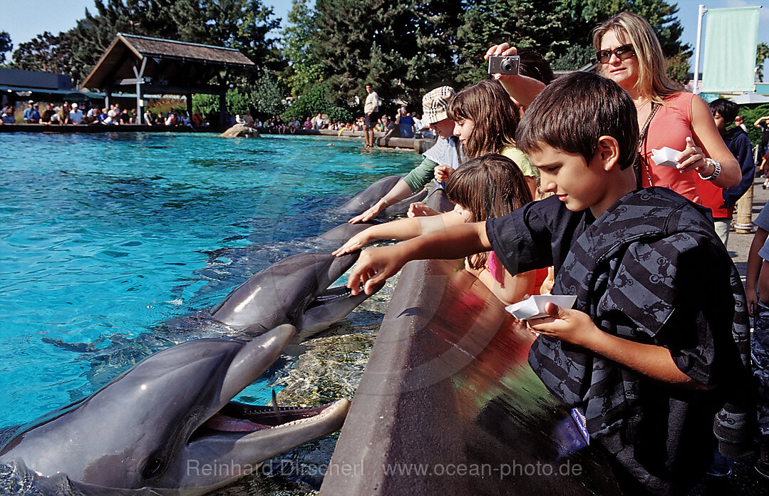 Besucher streicheln Grosse Tuemmler, Tursiops truncatus, San Diego, SeaWorld, USA, Kalifornien