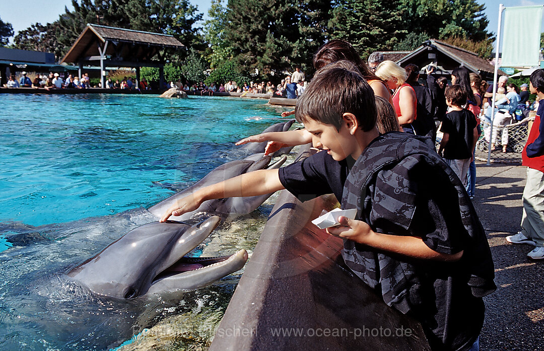 Besucher streicheln Grosse Tuemmler, Tursiops truncatus, San Diego, SeaWorld, USA, Kalifornien