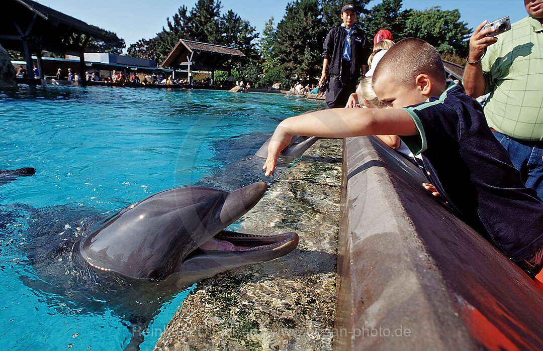 Besucher streicheln Grosse Tuemmler, Tursiops truncatus, San Diego, SeaWorld, USA, Kalifornien