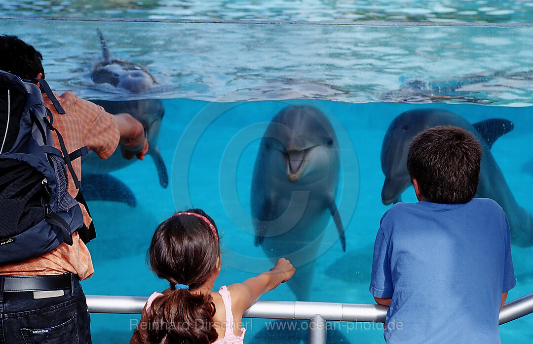 Spectators viewing bottle-nosed dolphins, Tursiops truncatus, San Diego, SeaWorld, USA, California