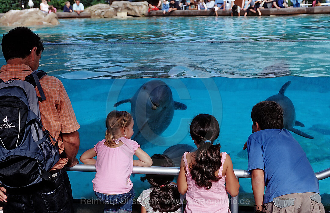 Besucher beobachten Grosse Tuemmler, Tursiops truncatus, San Diego, SeaWorld, USA, Kalifornien