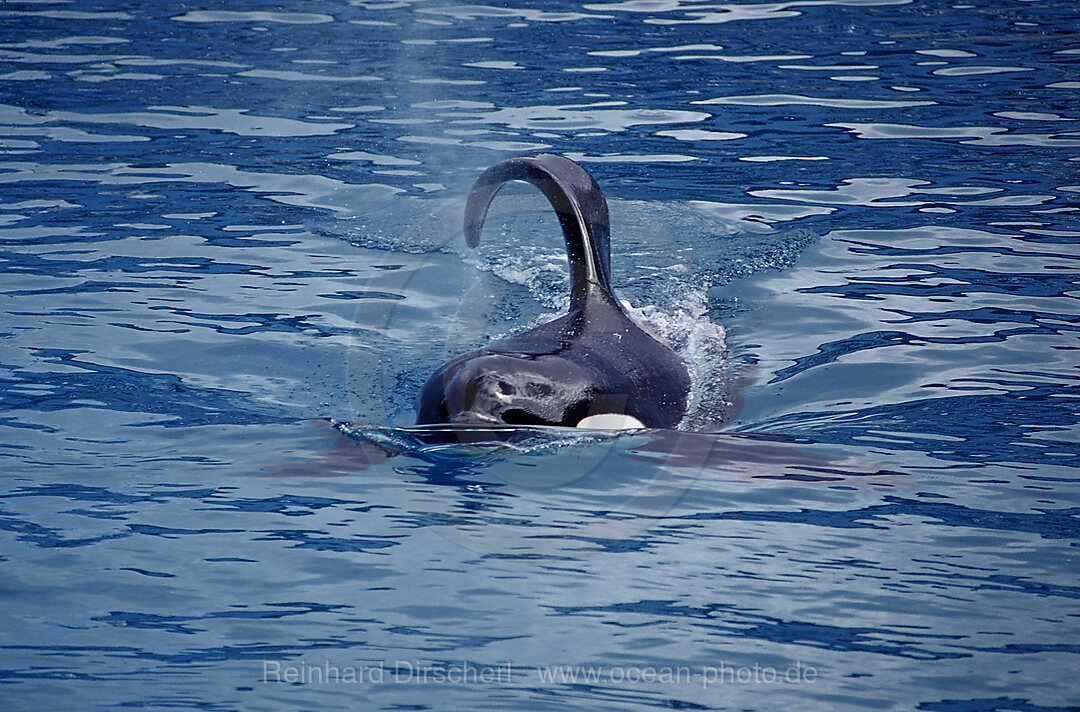 Orca im SeaWorld Freizeitpark, Orcinus orca, San Diego, SeaWorld, USA, Kalifornien