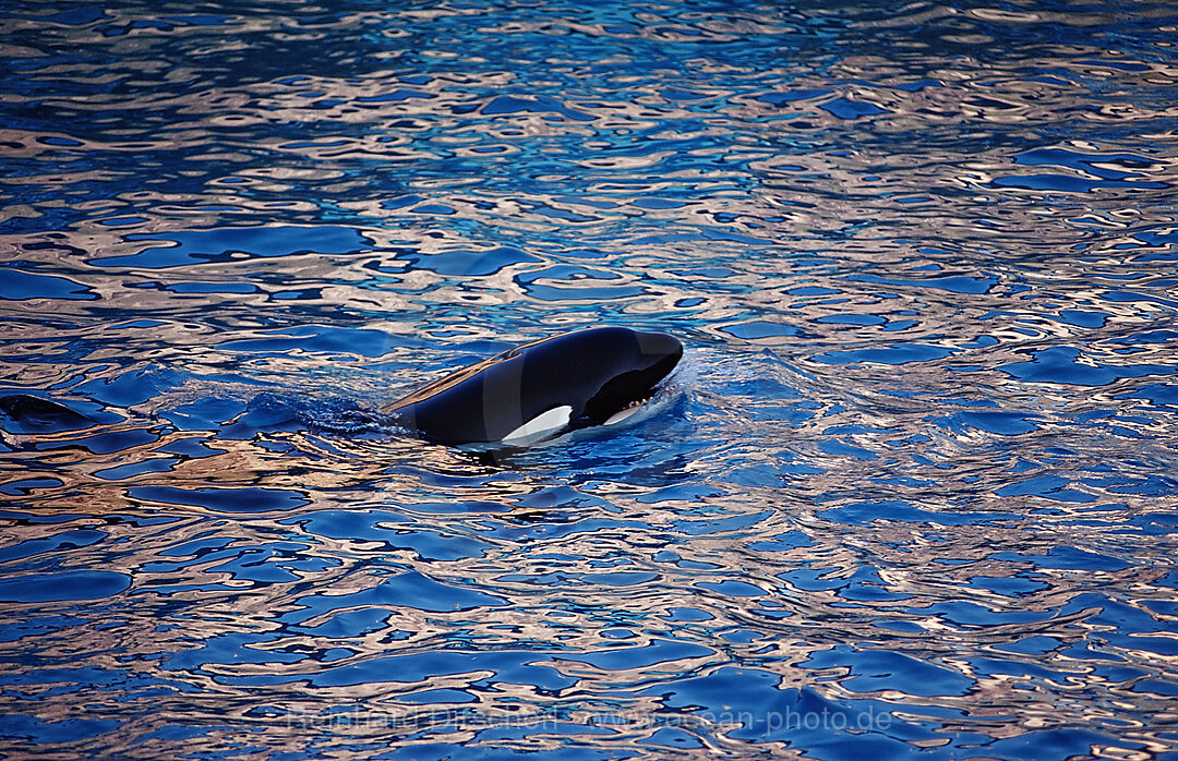 Killer whale, SeaWorld
