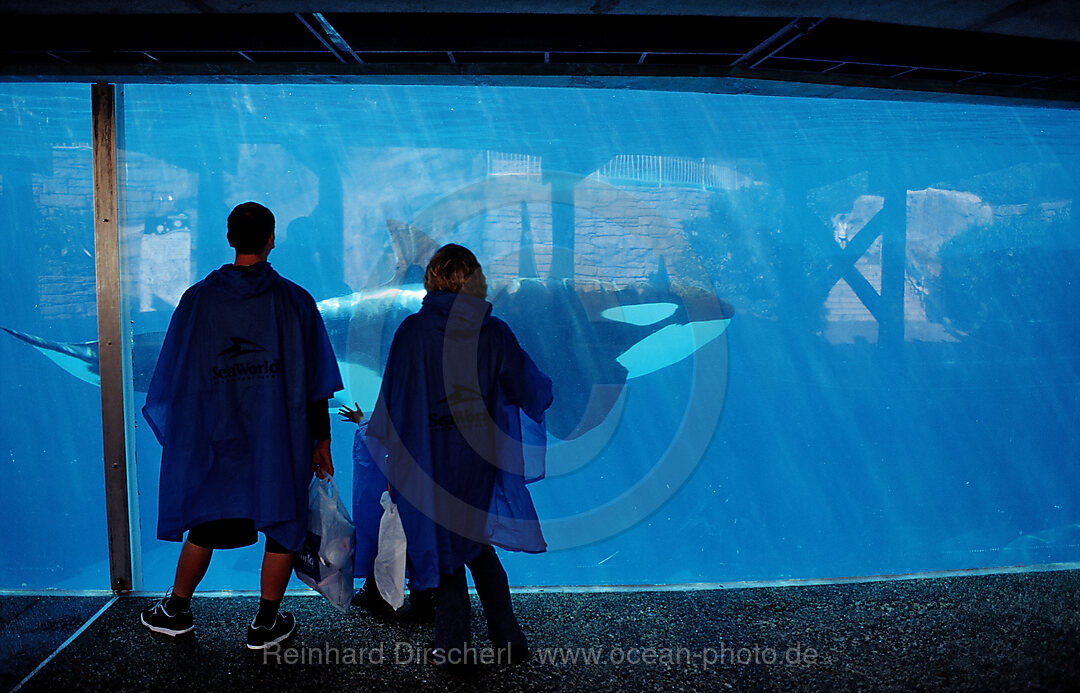 Spectators viewing Killer whale