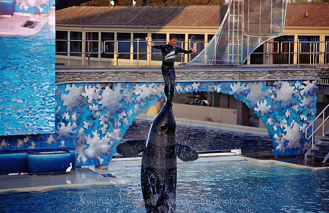 Orca im SeaWorld Freizeitpark mit Trainer, Orcinus orca, San Diego, SeaWorld, USA, Kalifornien