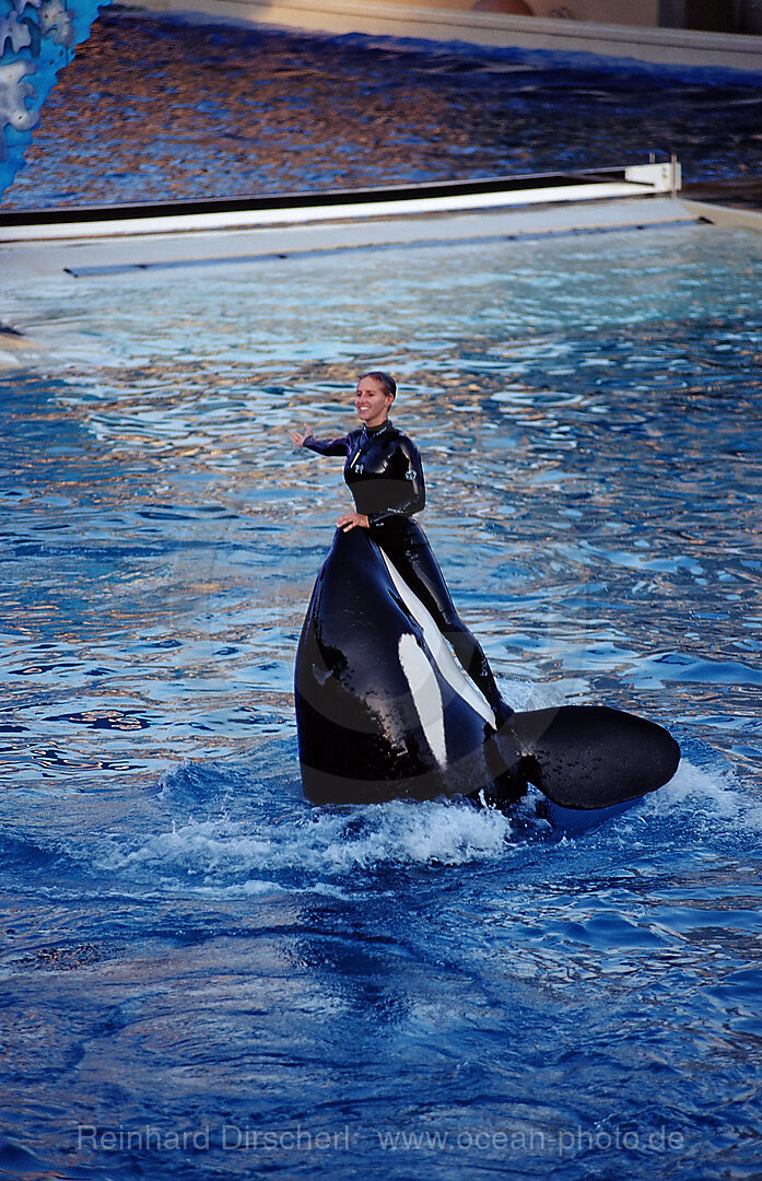 Orca im SeaWorld Freizeitpark mit Trainer, Orcinus orca, San Diego, SeaWorld, USA, Kalifornien